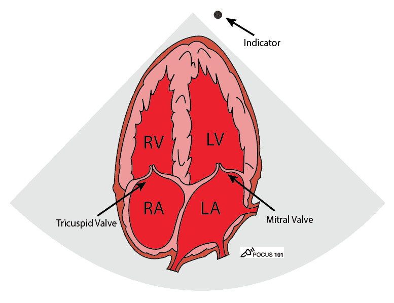 Cardiac Ultrasound Echocardiography Apical 4 Chamber view A4C Illustration