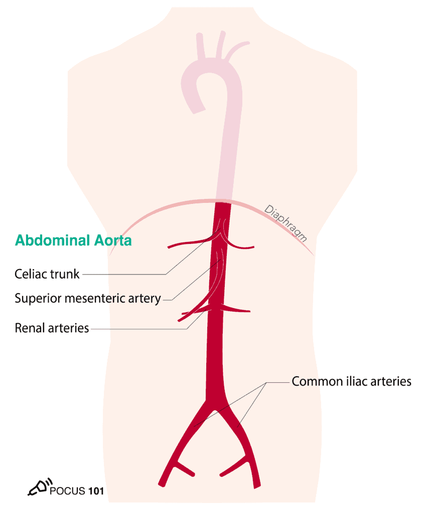 Abdominal Aorta Illustration