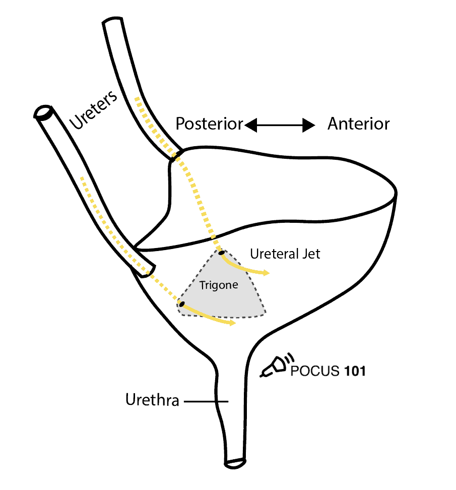 Bladder Anatomy - Trigone, Ureters, Ureteral Jet