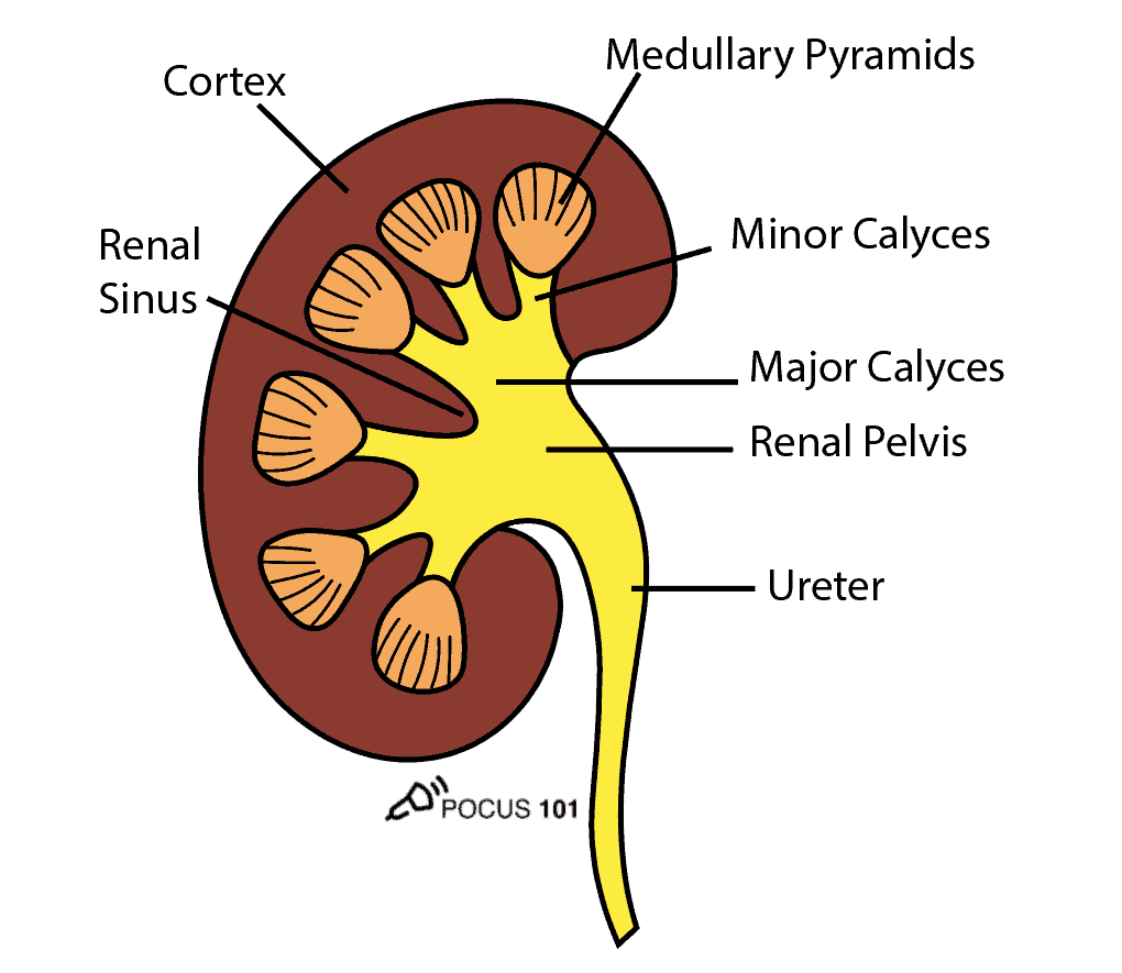 Internal Kidney Anatomy for Renal Ultrasound