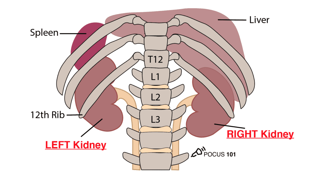 Kidney Anatomy for Renal Ultrasound