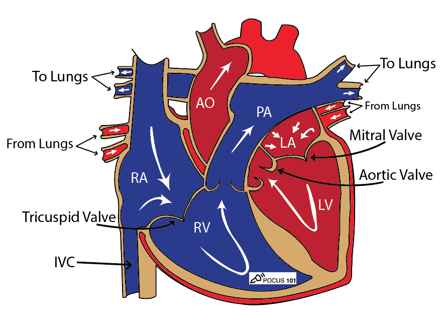 Cardiac Ultrasound Echocardiography Anatomy