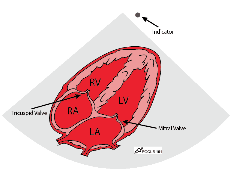 Cardiac Ultrasound Echocardiography Subxiphoid Subcostal View Illustration
