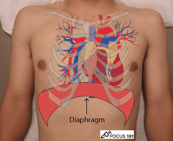 Cardiac Ultrasound Echocardiography Surface Anatomy - POCUS 101