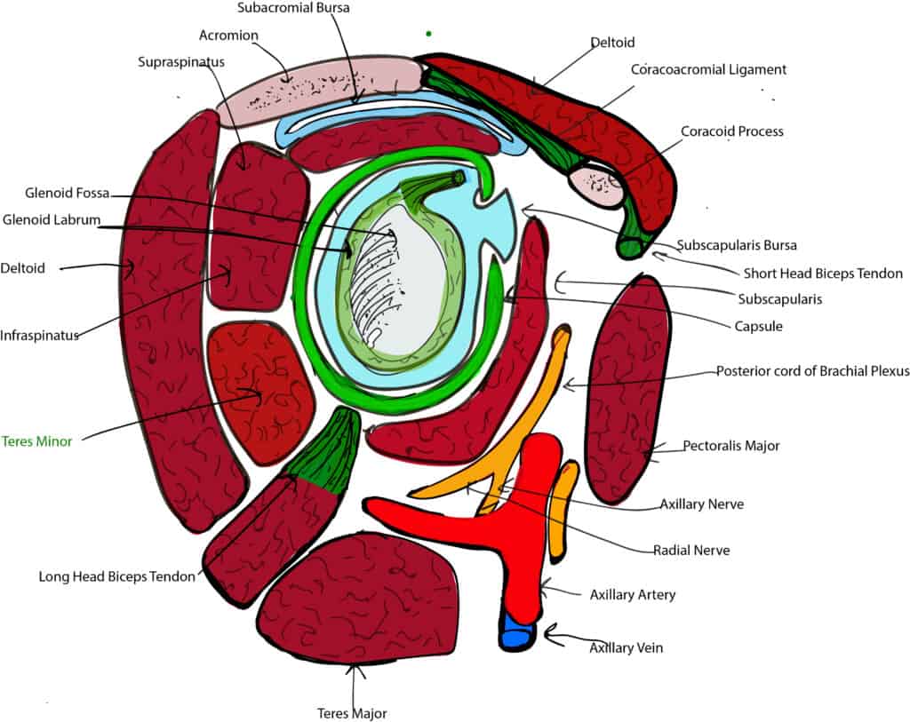 Shoulder Ultrasound anatomy illustration coronal section
