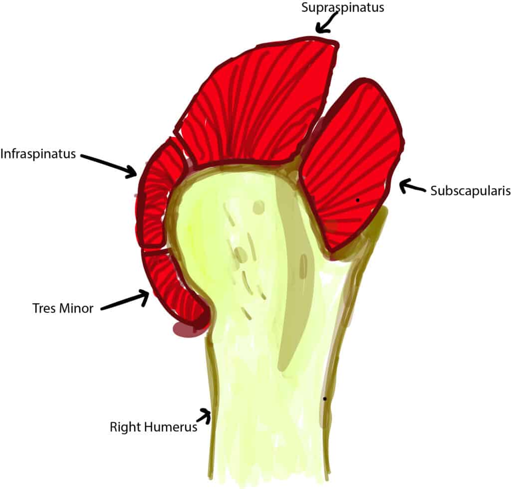 Shoulder Ultrasound rotator cuff muscular anatomy